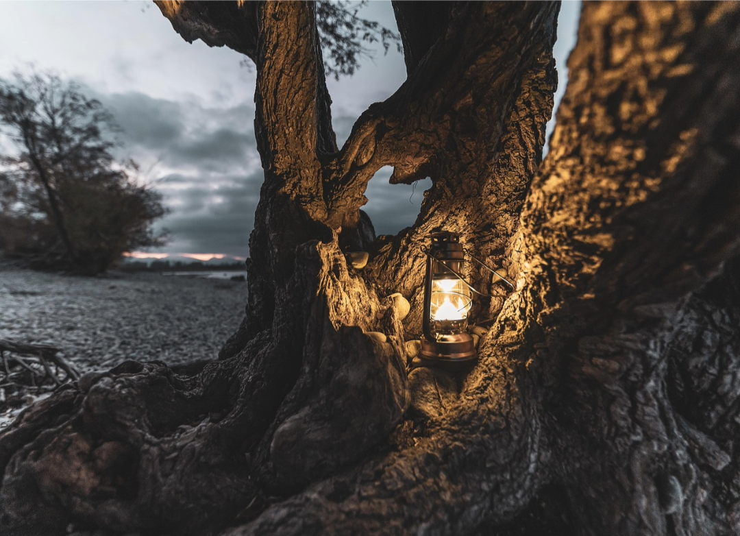 Lantern inside a tree trunk by a body of water with a dark sky.